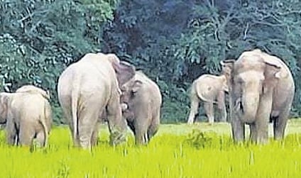 According to the deal, the prison will supply 500 kg of the grass -- a cross between elephant grass and bajra grass -- daily to the elephant sanctuary that houses 16 jumbos