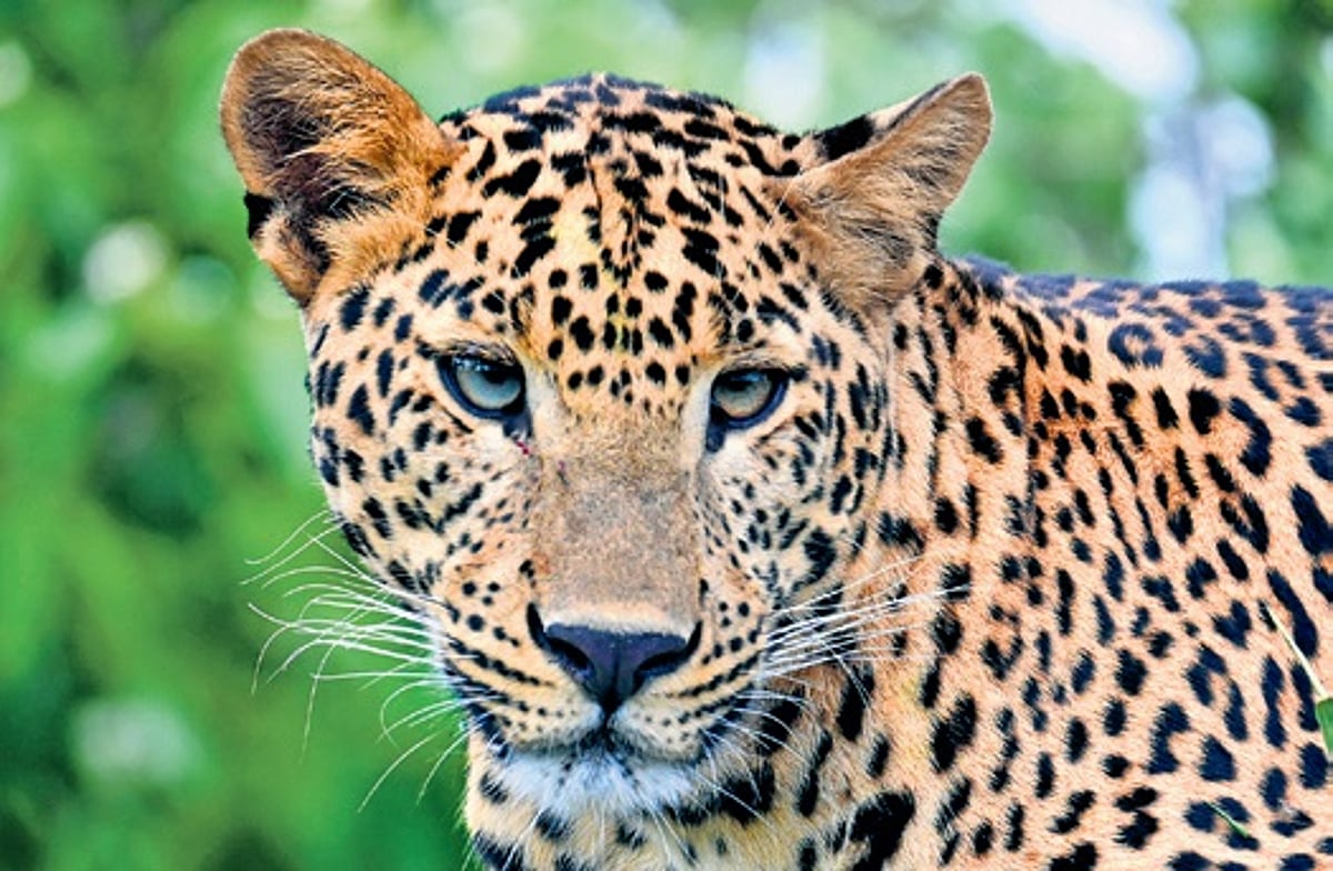 Zoo staffer undergoes surgery after leopard attack at Bannerghatta ...