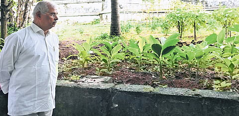 Arlekar looks at the newly sprouted plant saplings at the Raj Bhavan estate