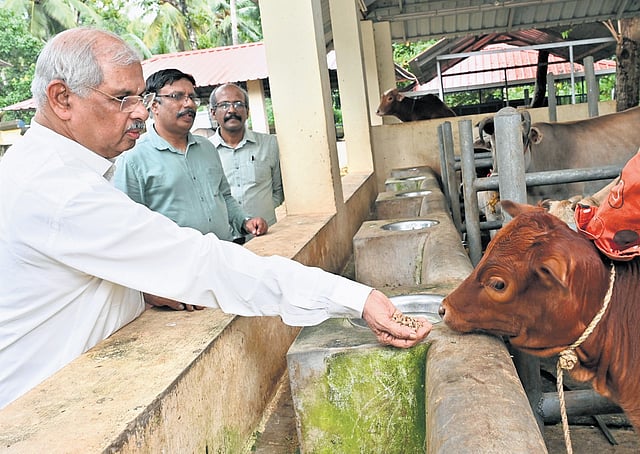 Governor Rajendra Arlekar feeds a calf at the Raj Bhavan estate