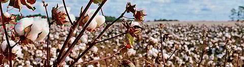 Herbicide tolerant cotton not a panacea, only ecological disaster 