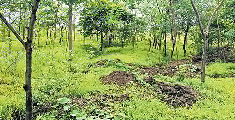 For the love of nature!