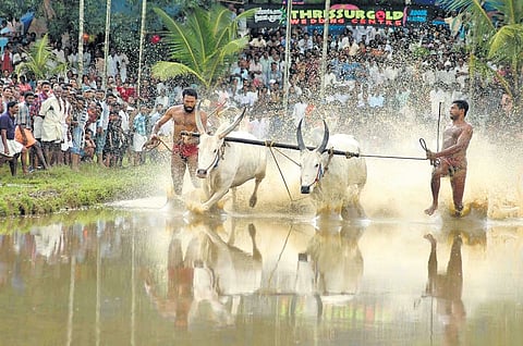 Following a Supreme Court order on 2008 that banned events involving the use of animals, 'Maramadi' in Anandapally in Pathanamthitta district has been stopped