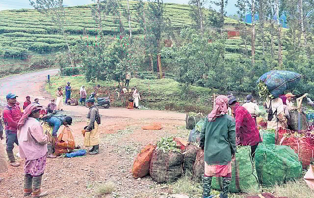 Assamese workers at the Harrisons estate
