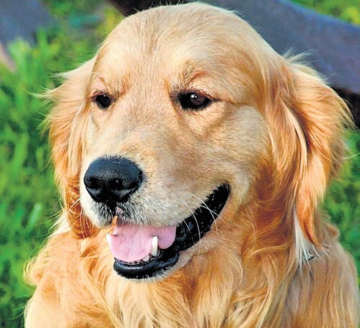 Bihar residence certificate issued to dog raises SIR concerns