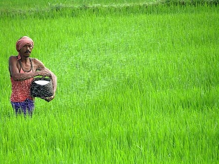  A farmer applying fertiliser to his crop in Dangarpaunsi village under Jeypore block of Koraput district