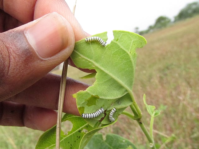 Caterpillar of Blue Tiger