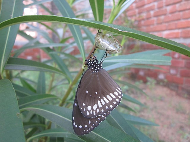 Common Crow emerging from pupa