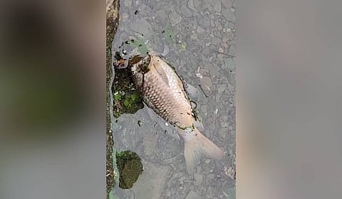 Half-eaten fish bodies floating in the water has prompted widespread speculation among locals and authorities alike.