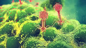 How ancient viruses could help fight antibiotic resistance