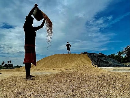 Many farmers in Harur and Pappireddipatti have cultivated paddy expecting good rainfall in the upcoming northeast monsoon season.