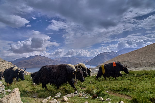 A herd of yaks graze early morning in Maan village, Ladakh, India, Tuesday, July 8, 2025.