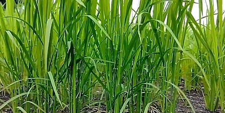 Image of maize used for representative purpose.