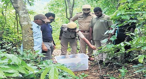 The hatchlings were later released into forested areas of the Paderu Division, near Valabu village in the Alluri Sitarama Raju (ASR) district.