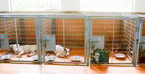 According to a survey, there are about 44,000 stray dogs in Tiruchy city 