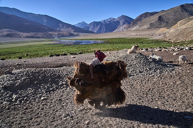 Tsering Dolma carries a yak hide for drying in Korzak village, Ladakh, India, Monday, July 7, 2025.