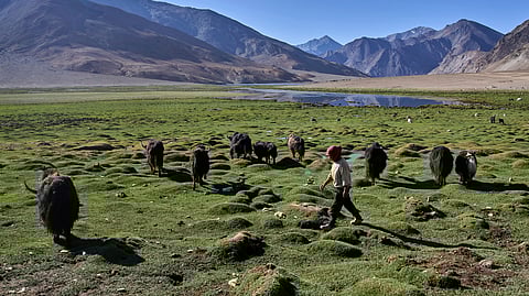 Tsering Dolma tends to a herd of yaks in Korzak village, Ladakh, India, Monday, July 7, 2025.