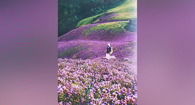 Muthuvan
Krishnan at
Rajamala when
Neelakurinji
bloomed in 2018