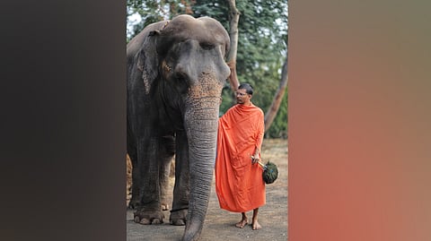 Madhuri aka Mahadevi elephant from Nandani mutt of Kolhapur 