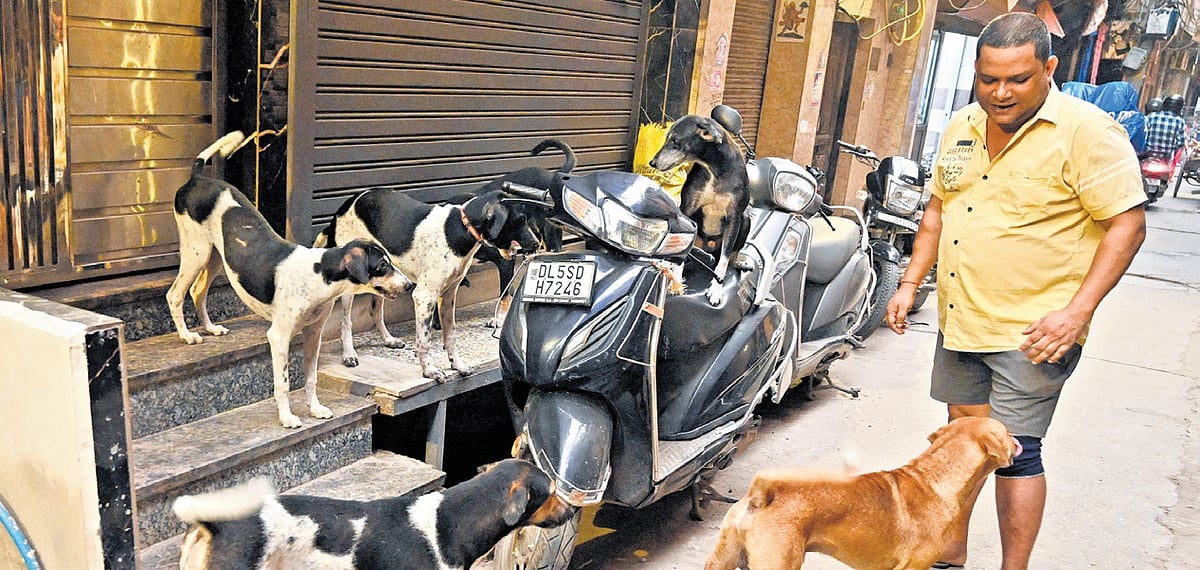Delhi's stray dog siege