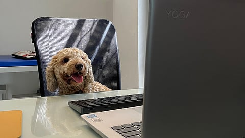 Paws Between Work: Firms hire canines  to ease work-related stress