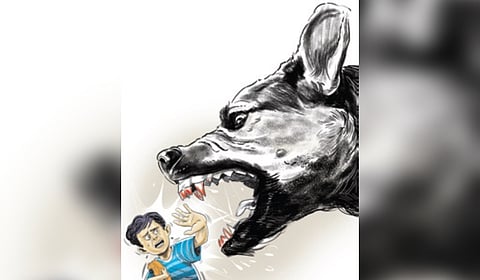 Delhi’s stray dog siege