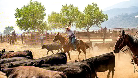 Ranchers work to evacuate cattle as the Gifford Fire burns nearby on Monday, Aug. 4, 2025, in Los Padres National Forest, Calif.