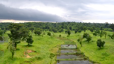 The tribals offer sukku coffee to welcome the tourists, who will then be taken on a coracle ride in Bhavani River and lunch prepared by the tribals will be provided. 