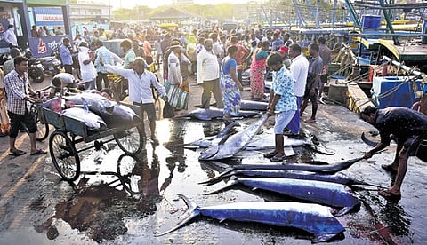 Kakinada district accounted for the largest share of landings at 40%, followed by Visakhapatnam with 22%.