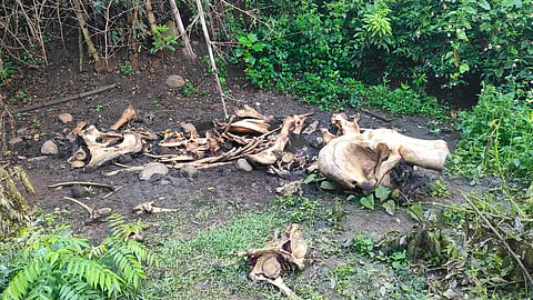 The remains of the elephant, found without its tusks, in the Bokkapuram forest.