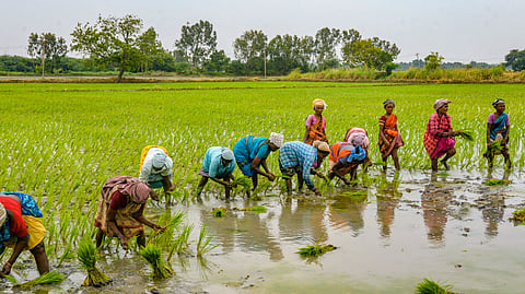 Kuruvai acreage in five TN delta districts up 56 per cent, farmers upbeat