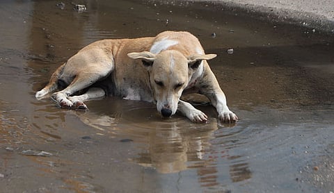 According to the nation-wide Livestock Census done in 2019, TN had 4.41 lakh stray dogs.