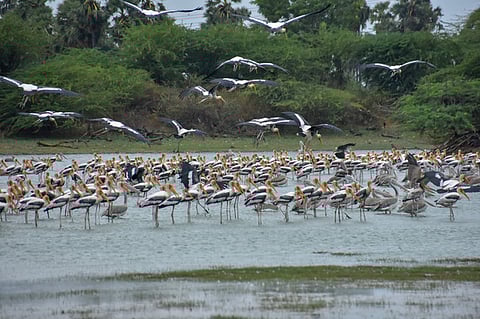 A two-day state-wide synchronised raptor bird census was conducted on January 31 and February 1, marking the first-ever coordinated enumeration of birds of prey. (Representative image)