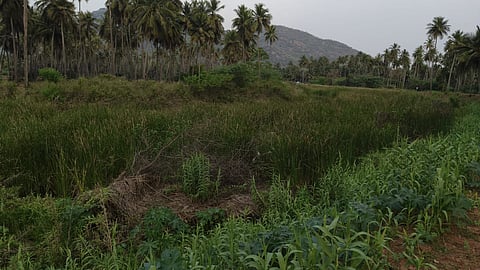 With just a couple of weeks left for the commencement of the samba season, farmers allege that many canals that are connected with both the Thirumangalam and Melur canals have not benefited from any maintenance by the department concerned.