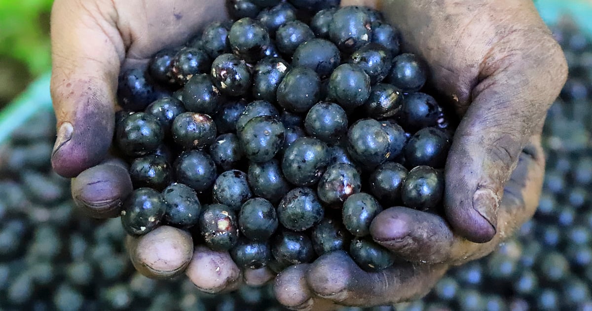 Acai berry producers are concerned as Trump imposes tariffs on Brazil’s exports Acai berry producers are concerned as Trump imposes tariffs on Brazil’s exports