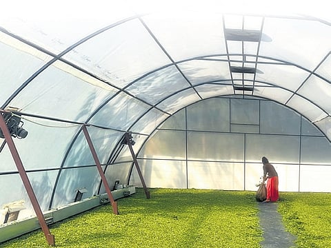 Moringa powder drying unit