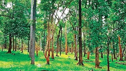 To reduce man-animal conflict, forest officials have struck agreements with some encroachers, allowing two to three acres for livelihood while reclaiming the rest for plantations.