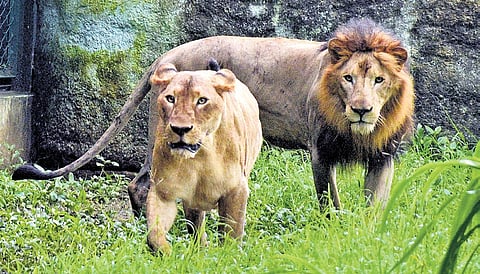 The Asiatic lion in Gir National Park, Gujarat. A recent study found that Asiatic lion attacks on livestock near Gir have increased by 10% per year.