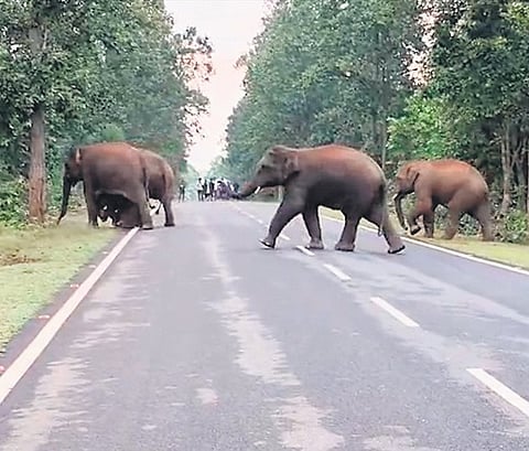 The elephant herd on Karanjia-Chadei road in Karanjia.