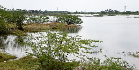 Irrigation lake seen overgrown with Seemai Karuvelam trees at Panjapur Tiruchy on Saturday.