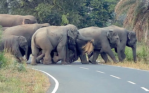 Elephant scare grips Odisha's Hindol: A shared burden and heavy cost for both sides