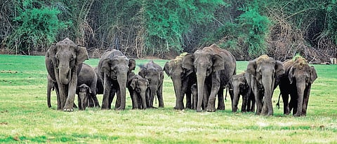 In 2024-25, allocations increased to Rs 1,422.53 lakh, with Rs 350.70 lakh and Rs 14.43 lakh released for tigers and elephants respectively.