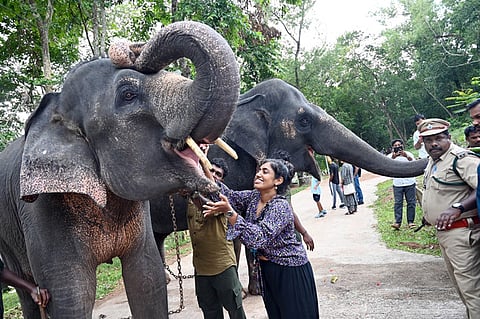 12.08.2025.Kerala,Thiruvananthapuram; standalone photo: On August 12, an elephant feeding event was held at the Kottur Elephant Rehabilitation Cent