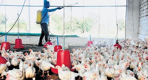 Bird flu virus mutation threat to humans: IISc