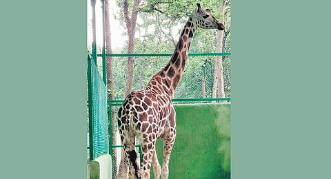 Ranchi Diary | First giraffe in Ranchi zoo after 9-year wait