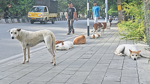 Hope some method would come out of stray dog madness