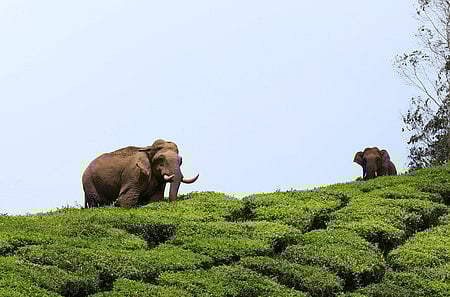 Image used for representation