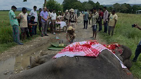 "With her passing, Kaziranga National Park has lost not just a working member, but a trusted colleague, a flood-time saviour, and a symbol of loyalty and courage," a statement said.