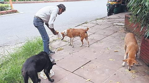 The MCD has decided to execute the plan in phases, starting with aggressive, rabies-infected, and sick animals.