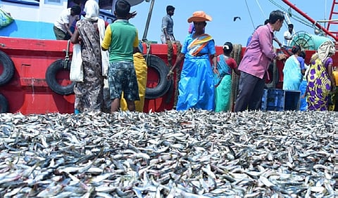 Fishing boat operators say they are getting better catch than previous year and the prices too are satisfactory.